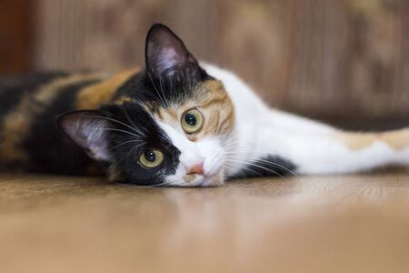 Close-up portrait of a catの写真素材