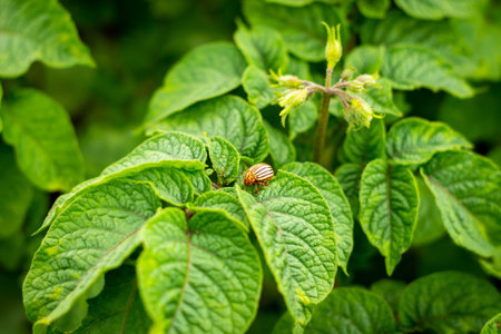 The Colorado potato beetle, also known as the ten-lane beetle, ten-line potato beetle, or potato...