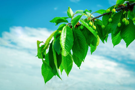 Branch of green unripe cherry on a background of blue cloudy sky.Good harvest of cherries.