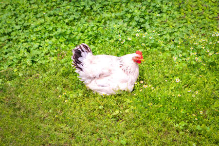 Hen incubates eggs in green grass. Poultry. Agriculture.の写真素材