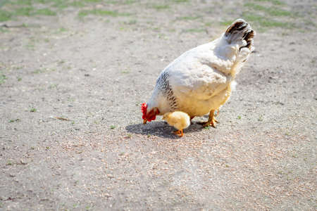 Hen and chickens pecking spilled grain. Poultry. Raising offspring. Agriculture.の写真素材