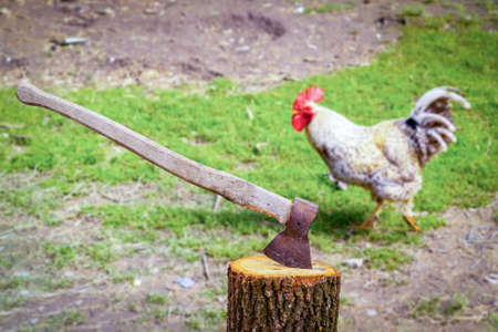 Slaughterhouse.The rooster runs past an ax sticking out of a log. A frightened bird saves a life by flying. Slaughter of poultry. Selective focus. Blurred background.の写真素材
