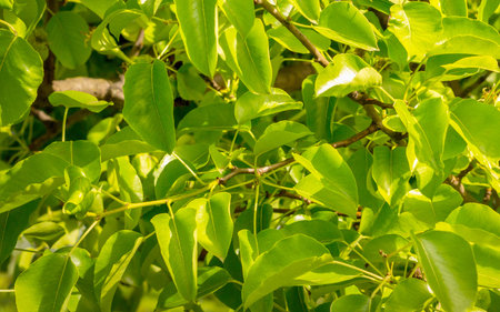 Pear tree leaf texture close up. Green leaves illuminated by sunlight.Spring background, wallpaper,...