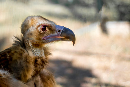 Hungry Vulture Awaits Prey.Black Vultureの写真素材