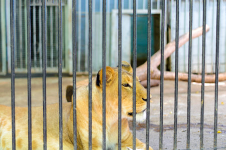 Lioness in a cage. The extermination and sale of wild animals.の写真素材