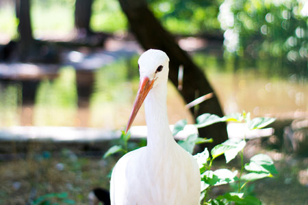 Portrait of a white storkの写真素材