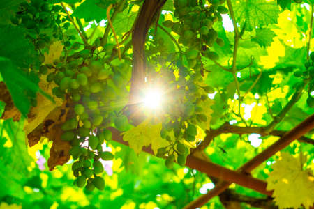 The sun's rays make their way through the vine.の写真素材