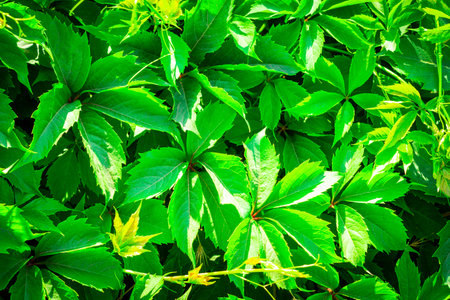 Devichy grapes are five-leafed. Parthenocissus quinquefolia. Deciduous liana is used as an...