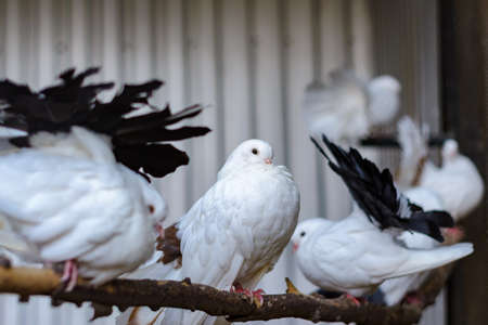White doves are sitting on a pole in a dovecote. Breeding poultry at home.の写真素材