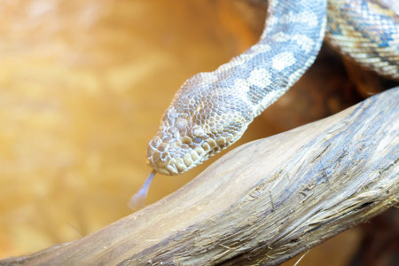A hissing snake crawls along a log.Selective focus.