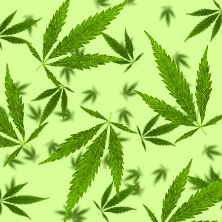 The effect of falling cannabis leaves on a light green backgroundの写真素材