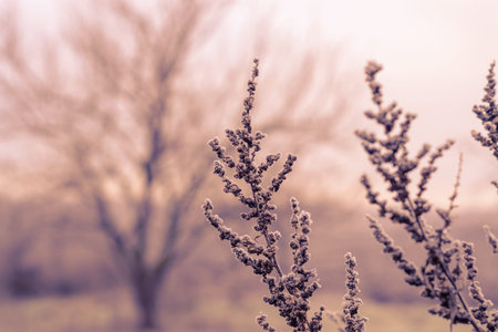 Branches of bushes covered with frost. Winter. Bad weather.の写真素材