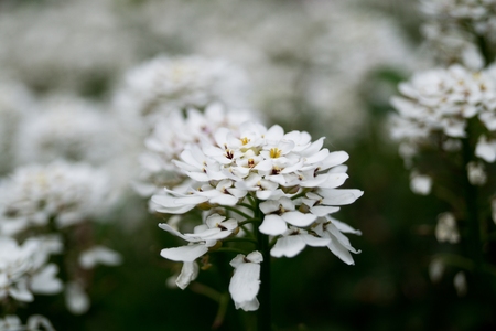 Line of white Blooms on bushの写真素材