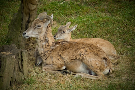 Young mufflon behind old mufflonの写真素材