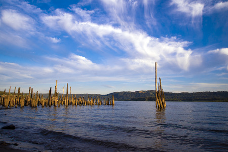 Rotten wooden piles of the old pier sticking out of the water on the Columbia Riverの写真素材