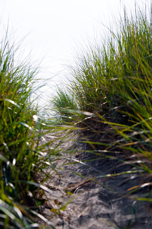 Thick high juicy green grass grows tufts along the paths trodden among the sand dunes of the coastal strip of the Pacific Ocean along which are many travelers.の写真素材