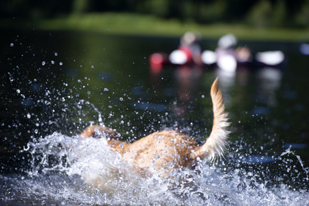 Redhead dog enthusiastically splashing in the lake with clear water lifting a fountain splashes in a hot summer dayの写真素材