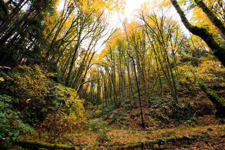 Young trees with autumn foliage yellowed towering on either side of the ravine strewn carpet of...