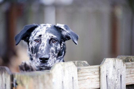 Spotted simple yard dog actively protects its territory and the home of the owners of the intruders and robbers as a true watchdog pedigree dog leaning on a fence forepawsMan walking with small shaggy dogsの写真素材