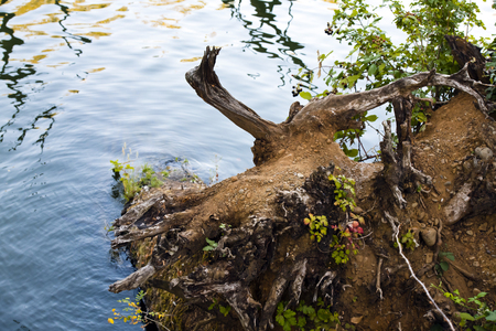 The root of a fallen large tree with soil and young shoots and green leaves lies in the lake water with reflection of light in waterの写真素材