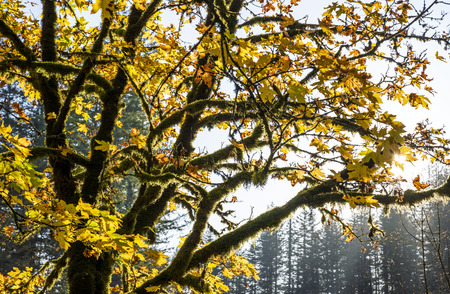 A branchy tree, whose branches are overgrown with long moss, with yellowed autumn leaves burning in the sun, leaned over the meadow with evergreen trees on backgroundの写真素材