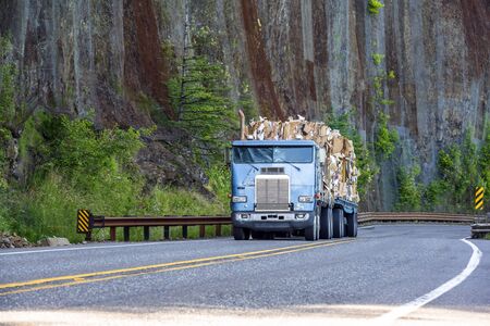 Old well working blue big rig cab-over semi truck transporting paper recycling on flat bed semi trailer driving on mountain winding road with rock wall and treesの写真素材