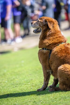 An old red-haired long-haired Labrador retriever dog sits on the green grass watching the ongoing competitions, as if cheering for the ownerâs victory ready to intervene at any timeの写真素材