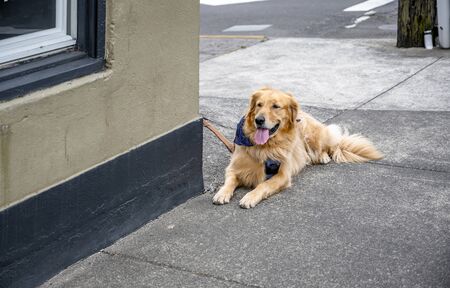 Red long-haired dog Labrador waiting for his owner from the store sitting on a leash on the corner of the streetの写真素材
