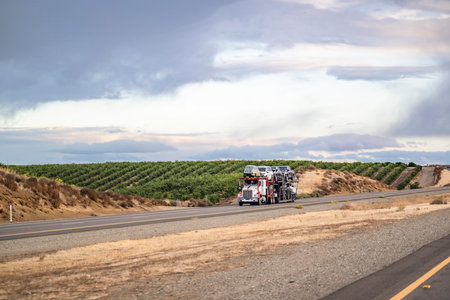 White commercial classic big rig car hauler semi truck transporting fastened cars on two level hydraulic modular semi trailer running on the divided highway road along the orchards in Californiaの写真素材