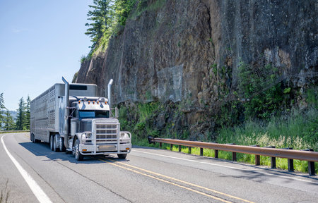 Industrial black classic big rig bonnet semi truck with chrome accessories transporting semi trailer for transporting animals driving on the winding mountain road with rock cliff on the sideの写真素材