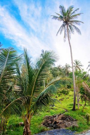 tropical nature. jungle, palmsの写真素材