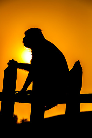 Silhouette of a monkey sitting on the fence in sunset timeの写真素材