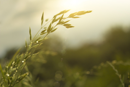 Nature background in soft focusの写真素材