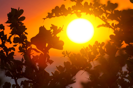 Summer sunset with tree branch in shape of eye backlight. Golden eye.の写真素材