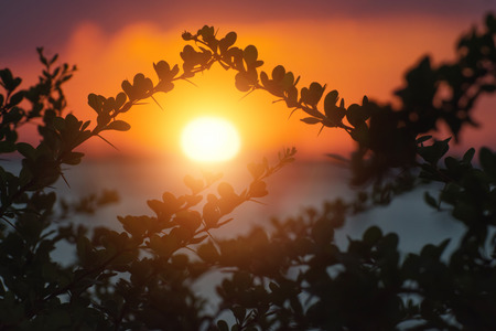 Composition of tree branches in shape of roof with setting sun and ocean. Love and unity on honeymoon after wedding. Spa resort hotel viewpoint background.の写真素材