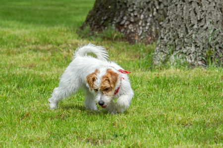 Young Wire Haired Dog Playing Outdoors Cute Jack Russell Terrier