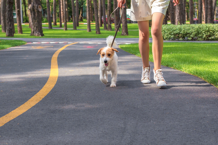 Young woman and her dog running in the park. Sport with pets. Fitness animalsの写真素材