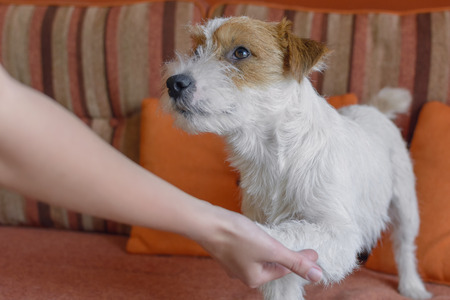 Woman hand shaking dog paw. Agreement or deal with pet. Dog trainingの写真素材