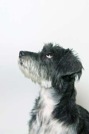 the dog looks up waiting for foodの写真素材