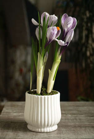 bouquet of gerbera red flowers in a potの写真素材