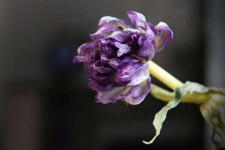 bouquet of gerbera red flowers in a potの写真素材