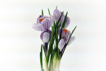 purple crocus flowers on a white backgroundの写真素材