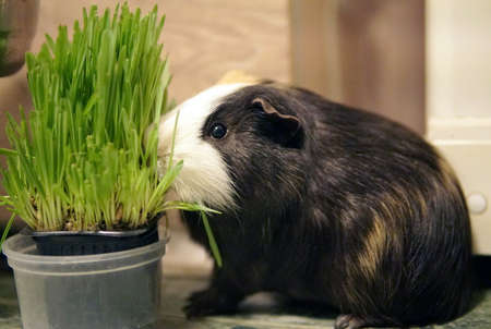 Domestic guinea pig (Cavia porcellus), also known as cavy or domestic cavy eating grass hay from bowlの写真素材