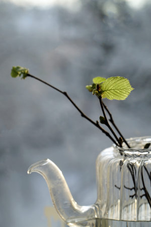 a twig with the first spring leaf on the window spring is comingの写真素材