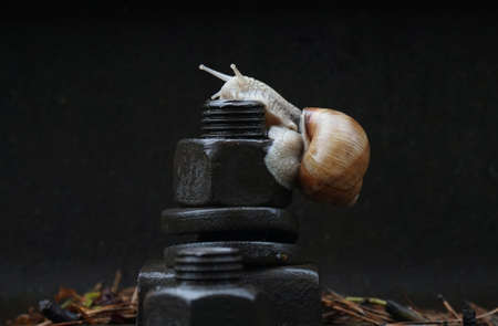 A slow grape snail crawls up the bark of a tree overgrown with mossの写真素材