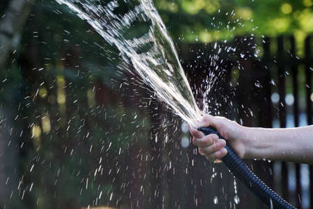 close up of green ferns in a botanical gardenの写真素材