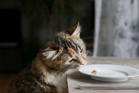 cat eats meat from a plate on the table of peopleの写真素材