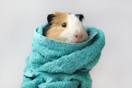 The guinea pig is wrapped in a towel. Bathing and washing the pig. On a white backgroundの写真素材