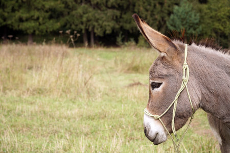Donkey head. Close-up. In the meadow. In summer