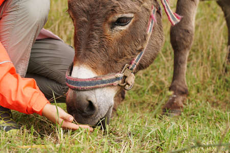 feeding a donkey from the hand. The child feedsの写真素材